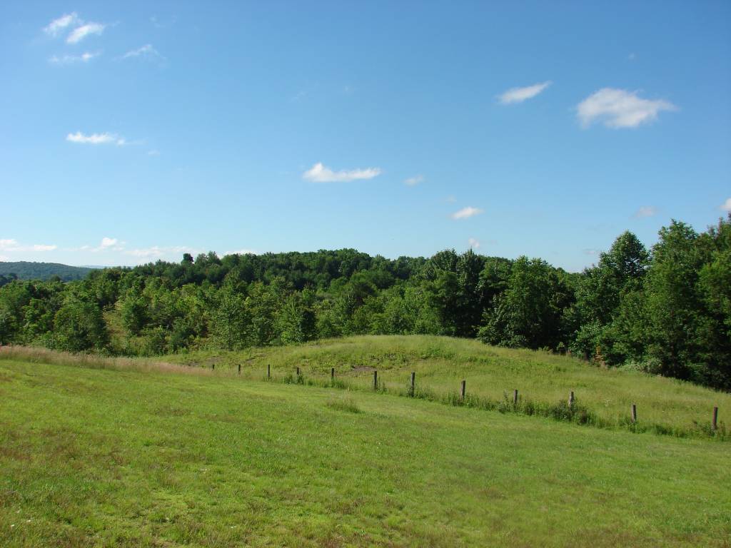 backyard.jpg